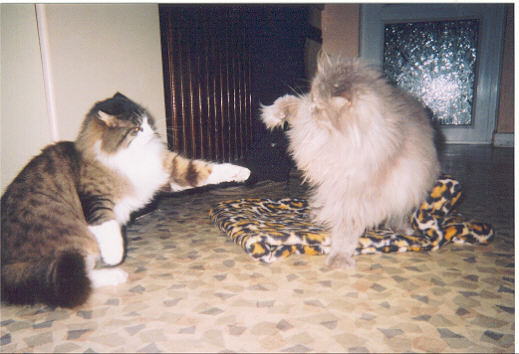 cats1.jpg