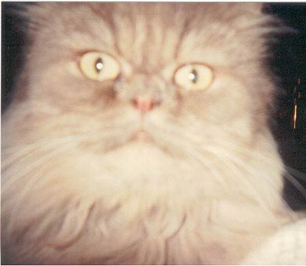 cats3.jpg